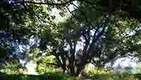  arbre centenaire dans Base de loisir de St Quentin en Yvelines 